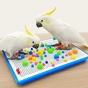 Amazon.co.jp 最新リリース: 鳥用品 の新着ランキングです。